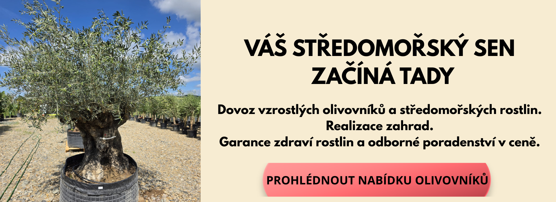 Prohlédnout nabídku olivovníků