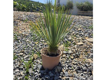 Yucca rostrata 5 l