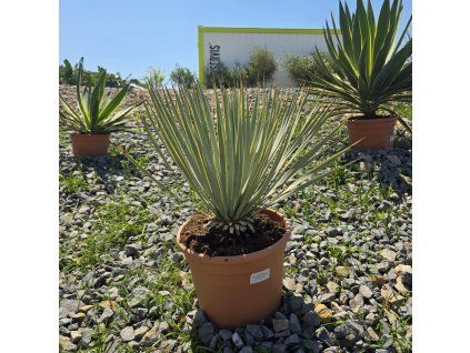 Yucca rostrata 10 l