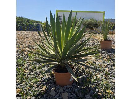 Yucca gloriosa 5 l
