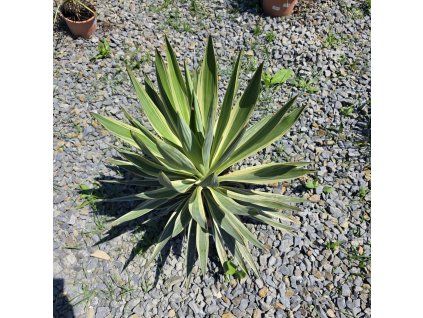 Yucca Gloriosa 10 l
