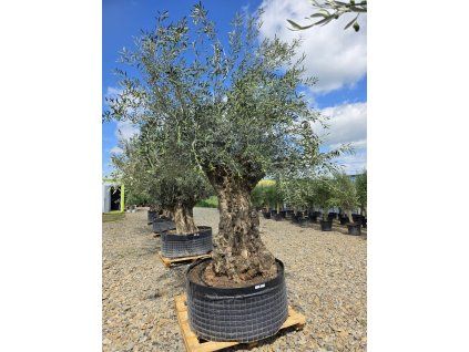 Oliovvník Bonsai