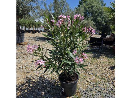 Oleander