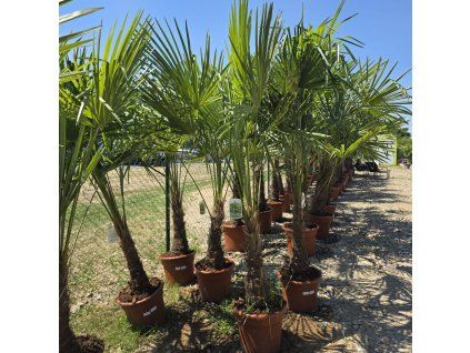 Trachycarpus Fortunei