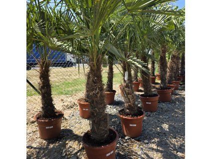 Trachycarpus Fortunei