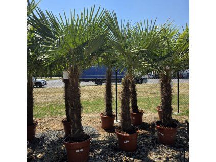 Trachycarpus Fortunei