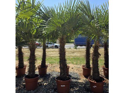 Trachycarpus fortunei