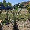 Strelitzie Augusta 20 l