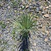Yucca Rostrata 5 l