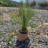Yucca rostrata 5 l