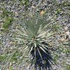 Yucca rostrata 10 l