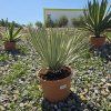 Yucca rostrata 10 l