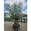 Olivovník Bonsai
