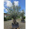 Olivovník Bonsai