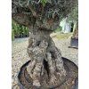 Olivovník Bonsai
