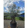 Olivovník Bonsai