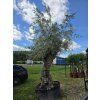 Olivovník Bonsai