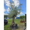 Olivovník Bonsai