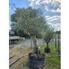 Olivovník Bonsai