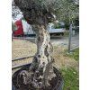 Olivovník Bonsai kmen