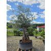 Olivovník Bonsai
