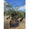 Olivovník Bonsai