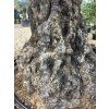 Olivovník Bonsai kmen