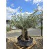 Olivovník Bonsai