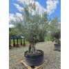 Olivovník Bonsai