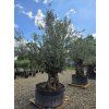 Olivovník Bonsai