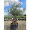 Olivovník Bonsai