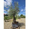 Olivovník Bonsai