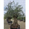 Oliovvník Bonsai
