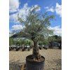 Oliovvník Bonsai