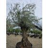 Oliovvník Bonsai
