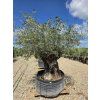 Oliovvník Bonsai