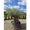 Oliovvník Bonsai