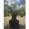 Oliovvník Bonsai