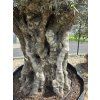 Oliovvník Bonsai