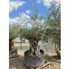 Oliovvník Bonsai