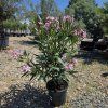 Oleander