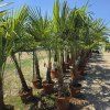 Trachycarpus Fortunei