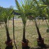 Trachycarpus Fortunei