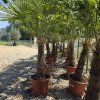 Trachycarpus Fortunei