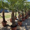 Trachycarpus Fortunei