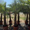 Trachycarpus Fortunei