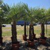 Trachycarpus Fortunei