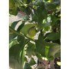 Plod citronu