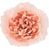 Náhradný Kvet - Rose in Fiore