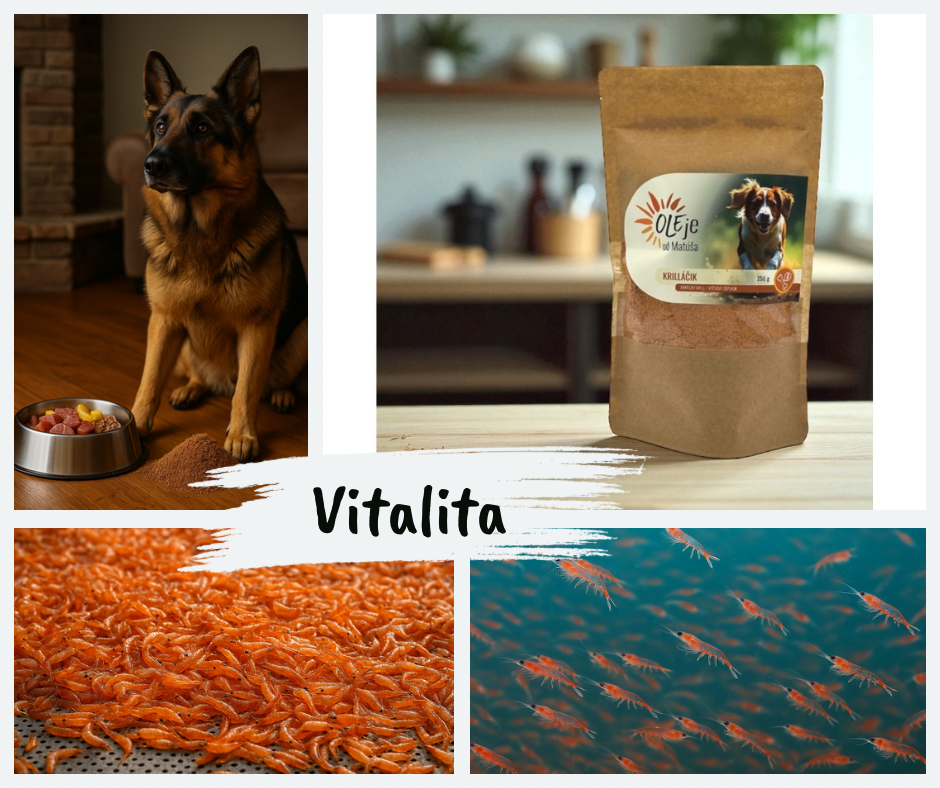 Krilačik – arktický kryl, ktorý nesmie chýbať v BARF miske